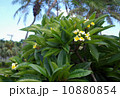 南国沖縄の花プルメリア 10880854