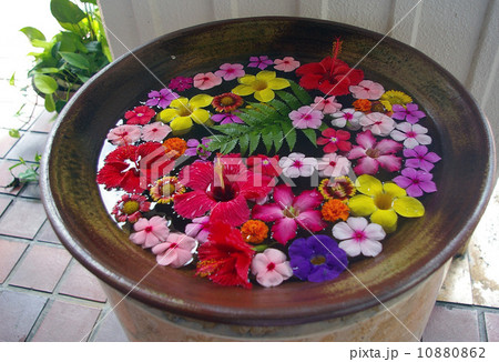 南国フラワー 南国フラワー 10880862