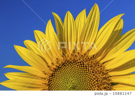 花 フラワー お花 10881147