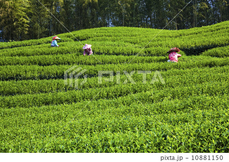 清らか 純粋 ピュア 10881150