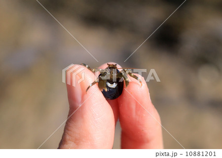 ヤドカリ 10881201