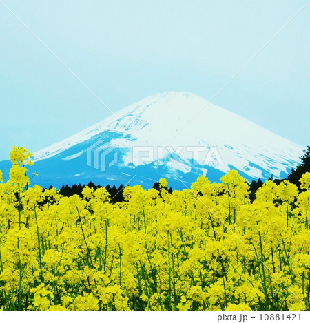 花と富士・一面の菜の花前景に冠雪富士・正方形 花と富士・一面の菜の花前景に冠雪富士・正方形 10881421