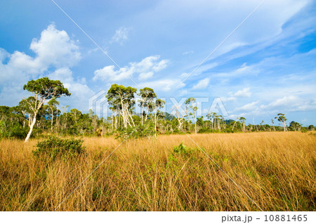 Savanna grasslands 10881465