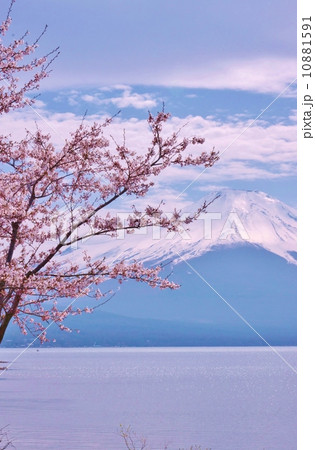 花と富士・花曇りの空にほころぶ桜と輝く冠雪富士・縦位置 花と富士・花曇りの空にほころぶ桜と輝く冠雪富士・縦位置 10881591