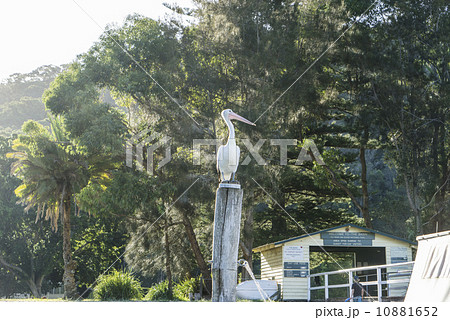 A Stork is perched at the jetty near the beach. A Stork is perched at the jetty near the beach. 10881652