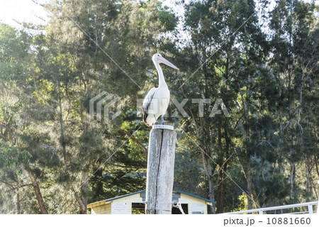 A Stork is perched at the jetty near the beach. 10881660