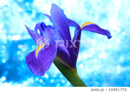 Beautiful blue iris flowers background 10881750