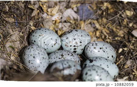 Eurasian Jackdaw nest 10882059