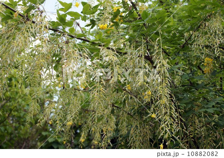 キングサリ・花の終わり 10882082