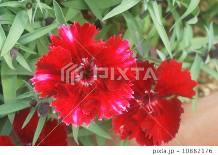 セキチク 10882176