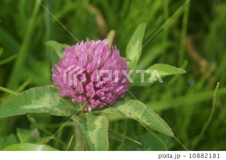 アカツメグサ アカツメグサ 10882181