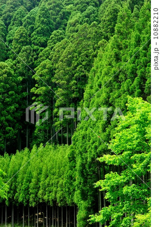 北山杉の森 新緑の候 5月 北山杉の森 新緑の候 5月 10882210