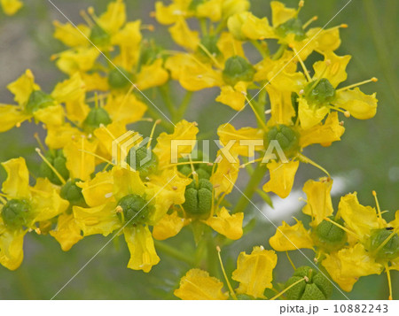 ルーの花の写真素材 1043