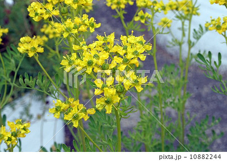 ルーの花の写真素材 1044