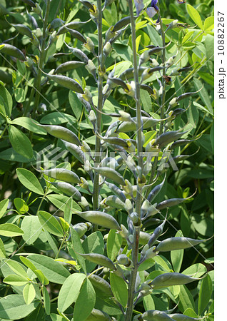 ムラサキセンダイハギ 10882267