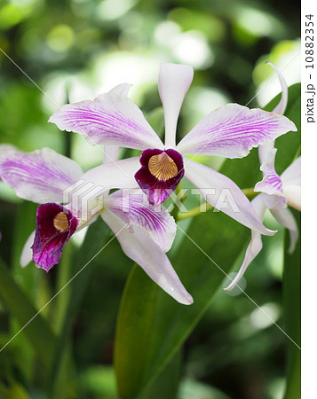 カトレア 10882354