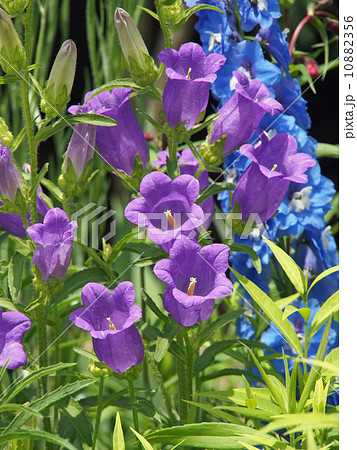 フウリンソウ フウリンソウ 10882356