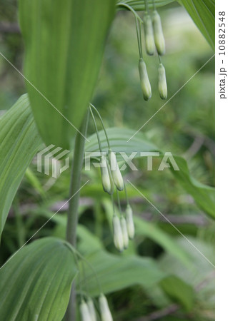 アマドコロ アマドコロ 10882548