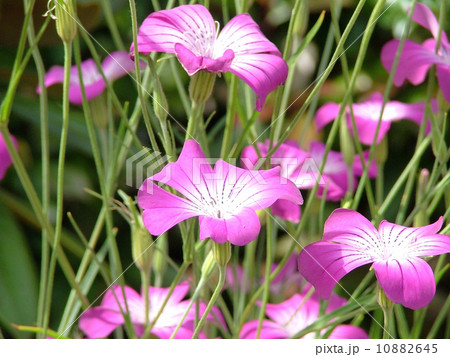 アグロステンマ 10882645