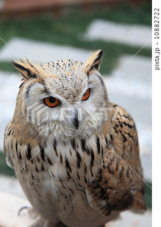 ミミズク　ふくろう　猛禽類　 シベリアワシミミズク　シビリカス 10882722