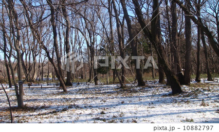 なごり雪 10882797