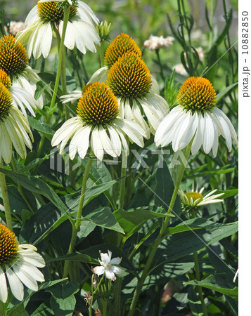エキナセア エキナセア 10882850