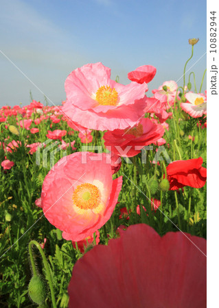 ポピー２３ 10882944