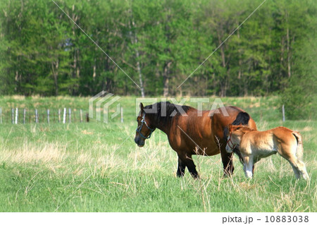 お馬の親子 お馬の親子 10883038
