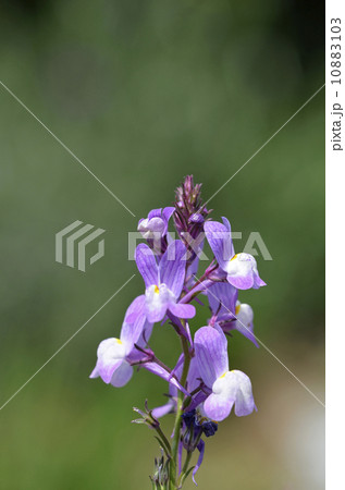 ヒメキンギョソウ（姫金魚草） 10883103