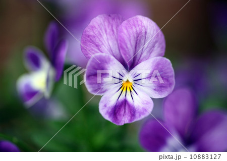 ビオラの花 ビオラの花 10883127