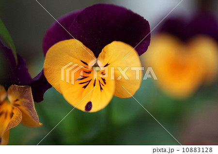 ビオラの花 10883128