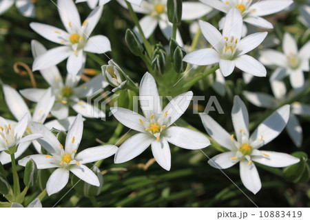 オオアマナの花 10883419