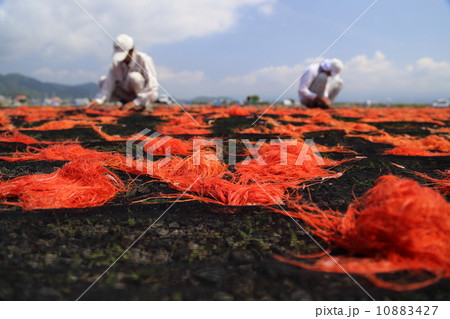 桜海老 桜海老 10883427