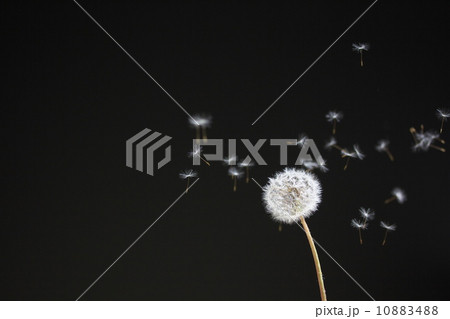 タンポポの綿毛 10883488