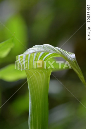 マムシグサ 10883492