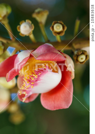 Salavan flowers Salavan flowers 10883638