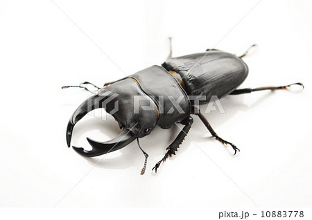 日本産オオクワガタ 白バック背景 日本産オオクワガタ 白バック背景 10883778