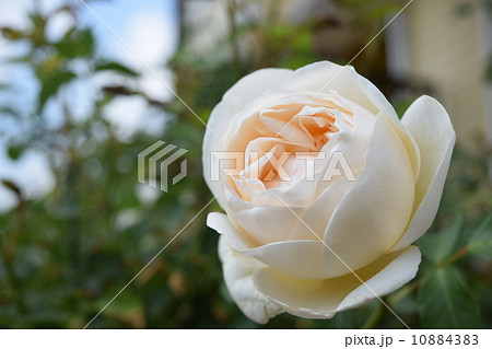 バラ ラ・プティット・ポワール バラ ラ・プティット・ポワール 10884383