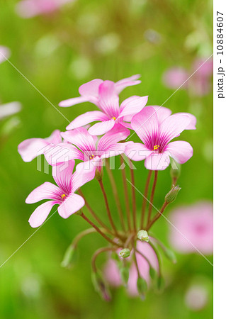 都市農業公園の淡い紫色のイモカタバミの花 10884607