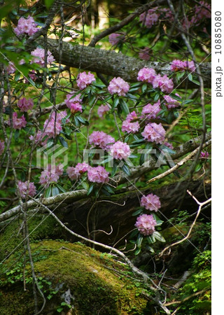 天城シャクナゲ 天城シャクナゲ 10885080