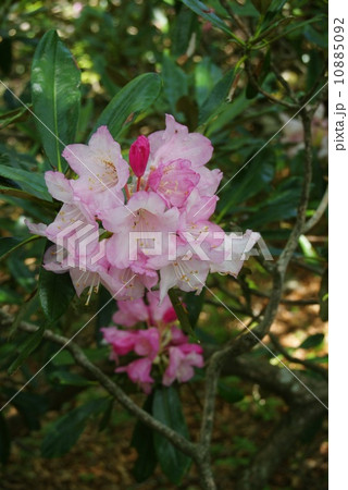 天城シャクナゲ 10885092