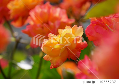 アンネのバラ 10885237