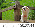 公園で座っているチワワ 10885344