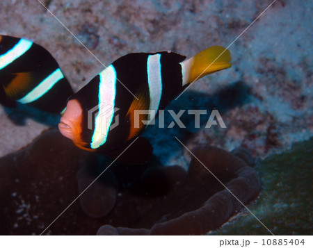 クマノミ 10885404