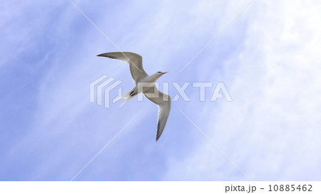 Tern in flight Tern in flight 10885462