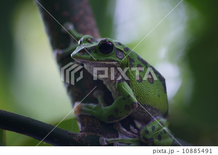 モリアオガエル モリアオガエル 10885491