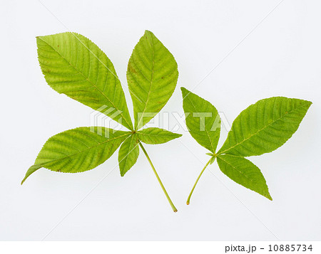 新緑の栃の葉 新緑の栃の葉 10885734