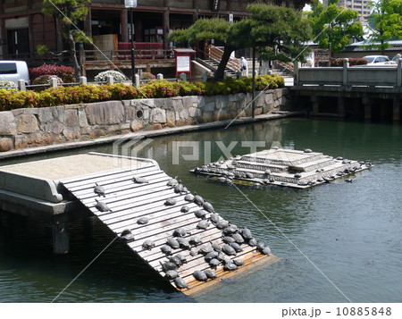 四天王寺の亀の池(大阪) 四天王寺の亀の池(大阪) 10885848
