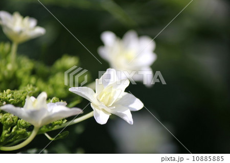 白い紫陽花 10885885