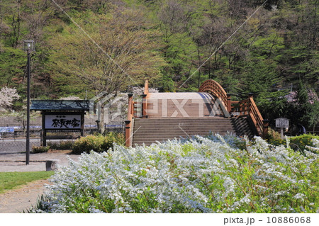 木曽の大橋とユキヤナギ 10886068